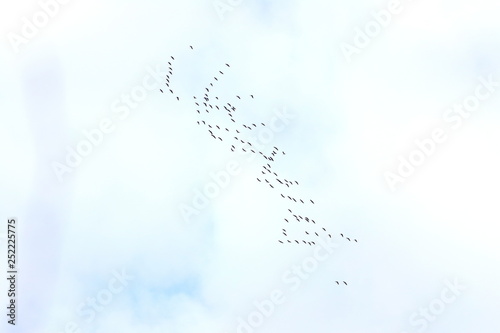 Flock of cranes in migration