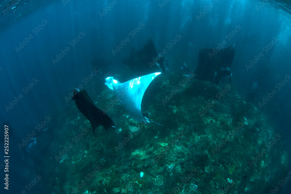Incredible underwater world - Manta birostis in the Indian Ocean. Diving and wide angle underwater photography in Bali.
