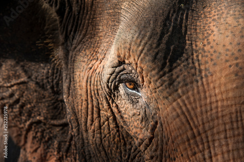 Close-up face of elephant