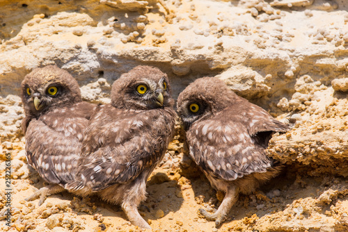 Three chicks of little owl near nest on ground photo