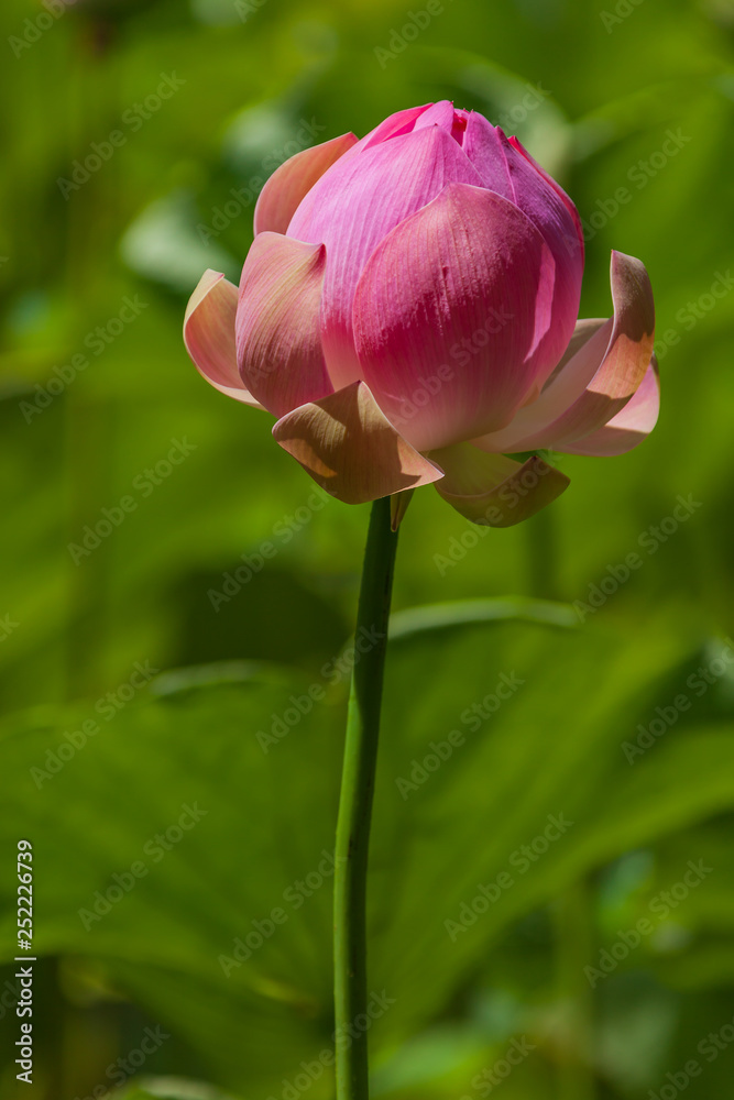 Fine pink lotus begins to blossom in a pond, Mauritius island