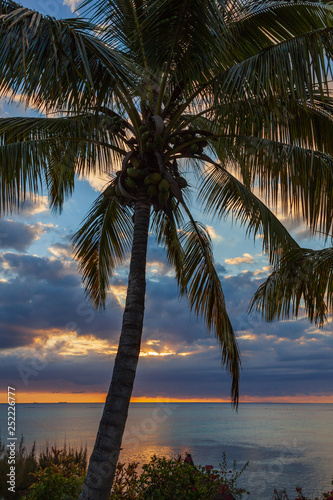 Silhouette of coconut palm tree on the beach against bright sunset  Mauritius island