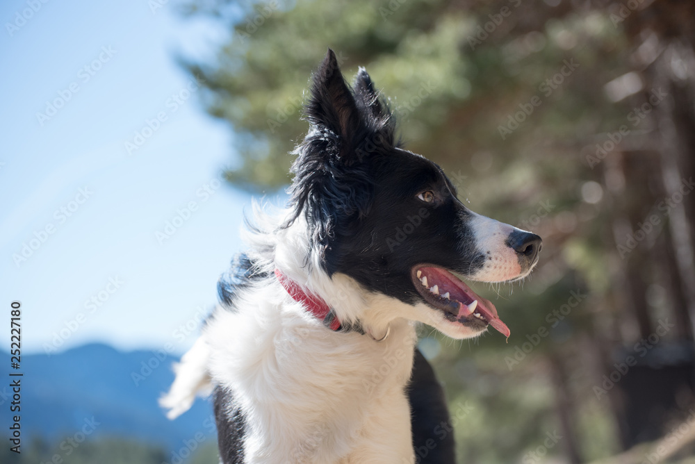 Cute black and white Border Collie puppy In the mountain on Andorra. Cute black and white Border Collie puppy In the mountain on Andorra.