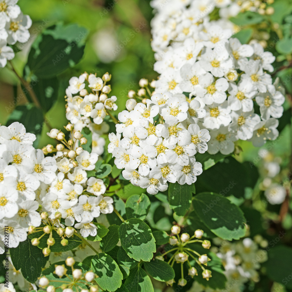 Blühender Spierstrauch, Spiraea Blühender Spierstrauch, Spiraea
