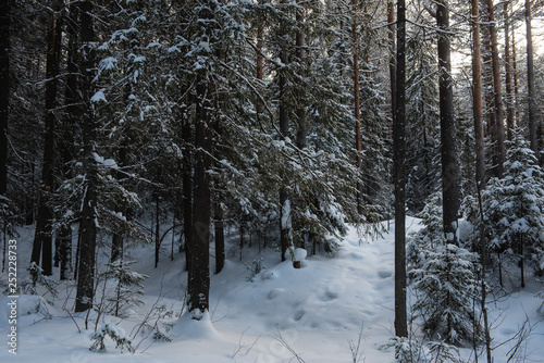 Wallpaper Mural Winter in the wildwood. Torontodigital.ca