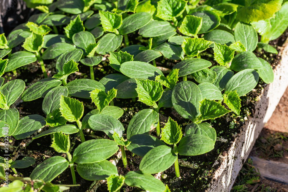 Healthy cucumber transplants in the greenhouse. Healthy cucumber transplants in the greenhouse.