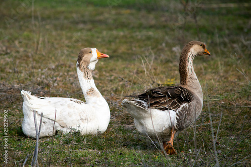 flock of geese grazing on green grass