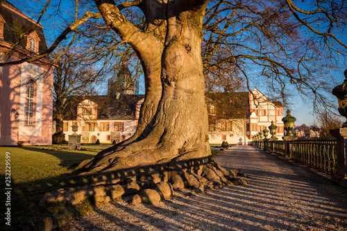 Schlosspark mit Baum photo