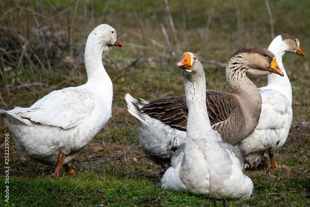 flock of geese grazing on green grass flock of geese grazing on green grass
