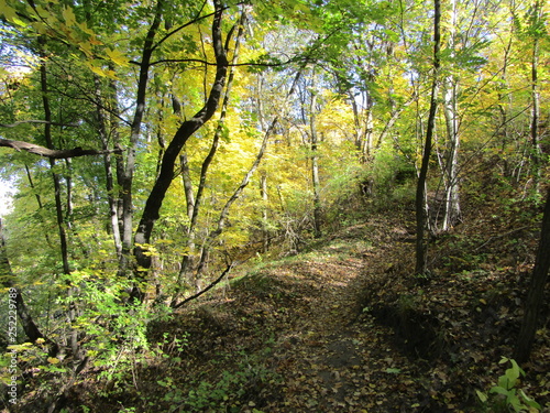 Fototapeta Naklejka Na Ścianę i Meble -  Autumn path