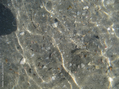  small fish in clear sea water