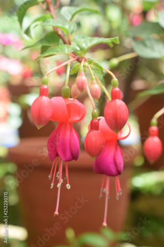 flowers in the garden