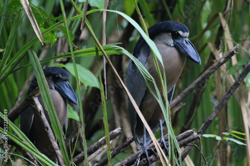 Boat-billed Herons photo