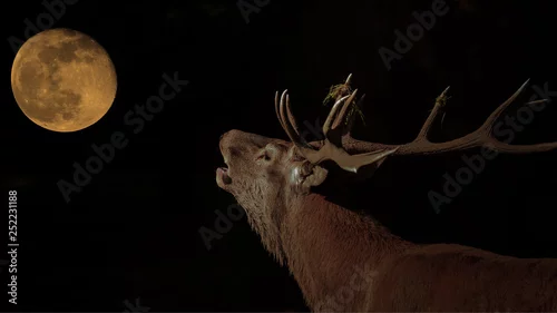 Fototapeta samoprzylepna nie tylko wilki wyją do księżyca