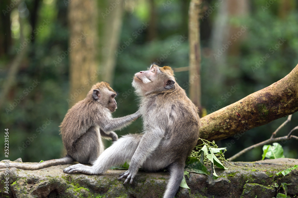 Little monkey helps the other one to clean the wool. Little monkey helps the other one to clean the wool.