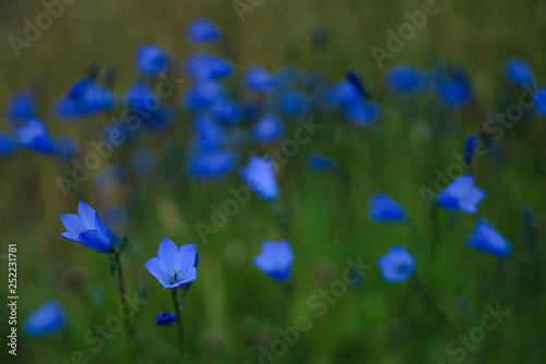 Harebell, County Donegal, Ulster, Republic of Ireland