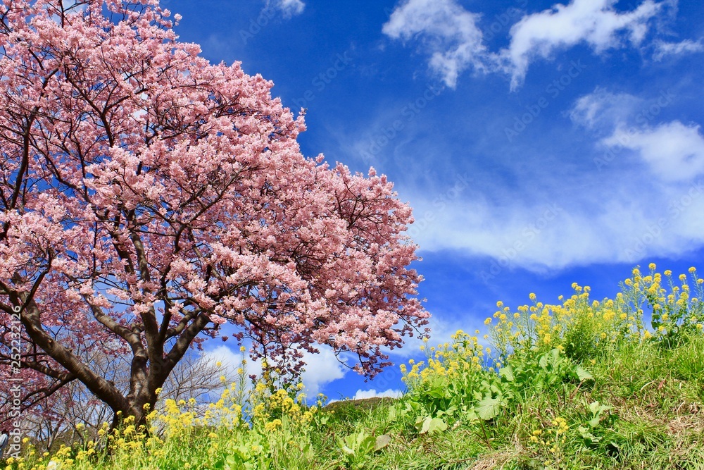 南伊豆　みなみの桜と菜の花祭り