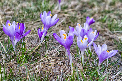 Fototapeta Naklejka Na Ścianę i Meble -  Crocus flowers on a mountain meadow in Beskidy mountains, Poland