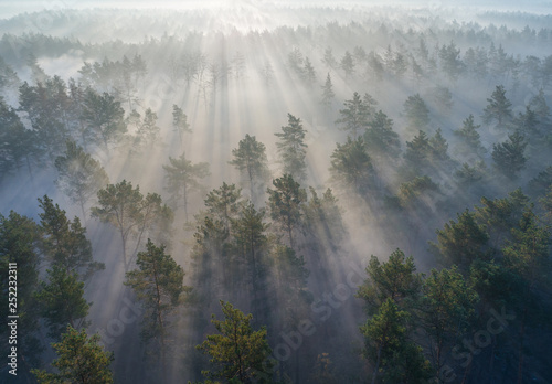 Aerial shot of foggy forest at sunrise. Flying over pine trees early in the morning.