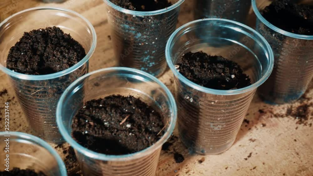 Vegetable grower throws hybrid seeds into ground for growing seedlings in close up