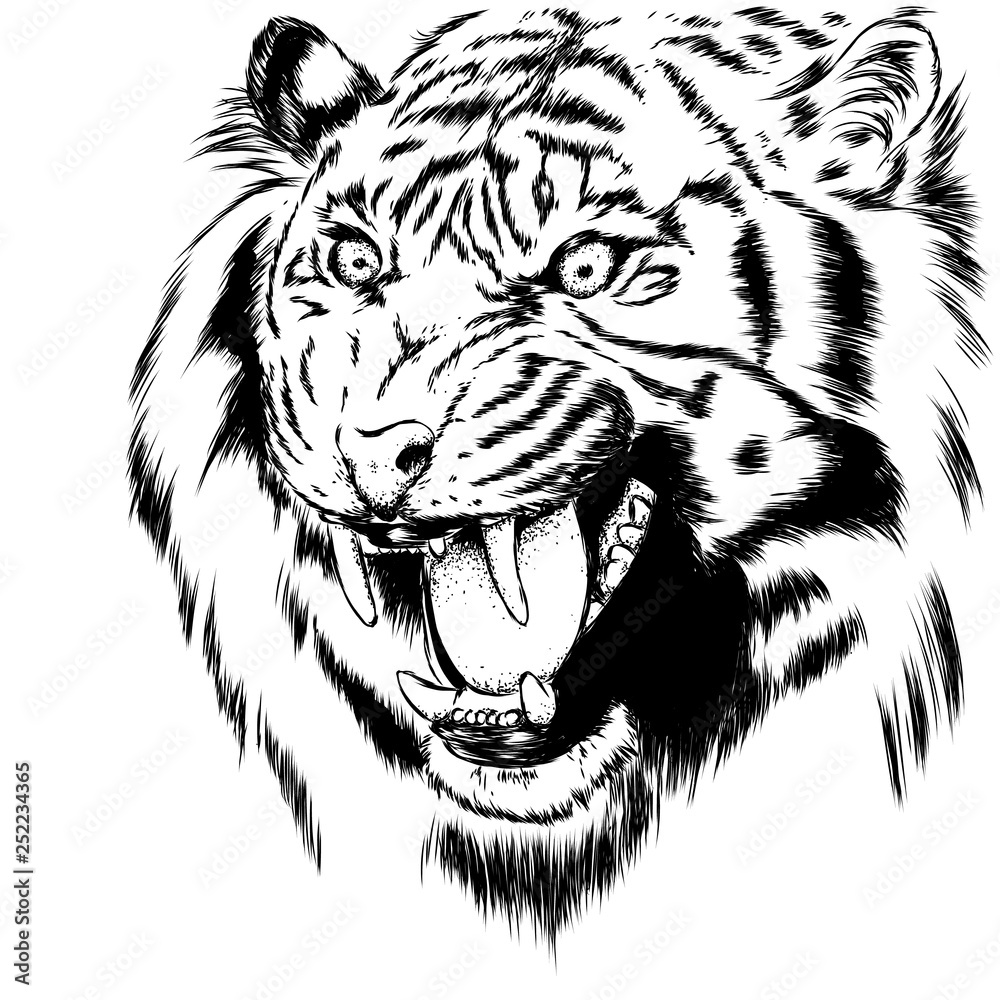 Beautiful tiger with open mouth and fangs. Wild animal, predator