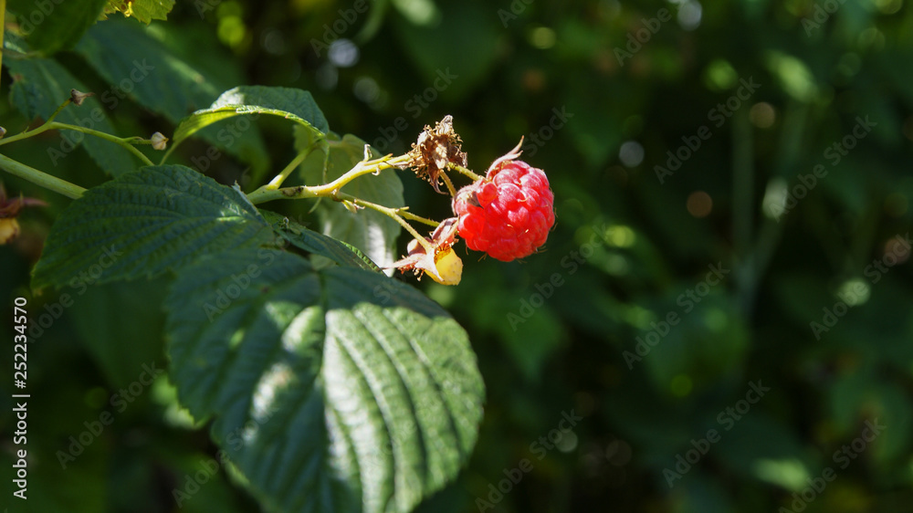 Obraz premium Dojrzała czerwona malina na gałązce krzewu w ogrodzie koło domu