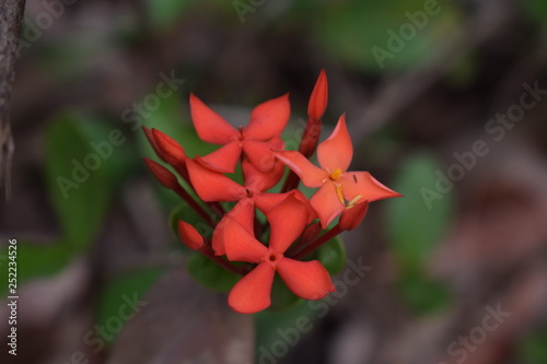 red flower in garden