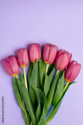 Pink flowers tulips on a lilac background