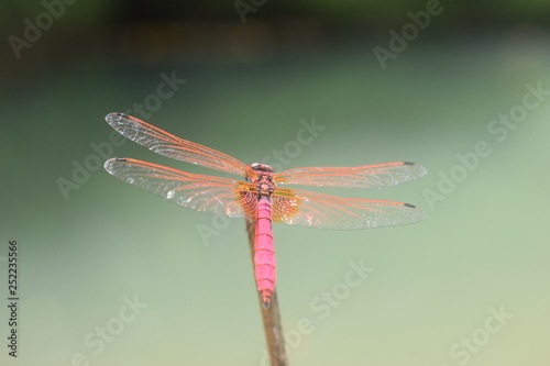 dragonfly