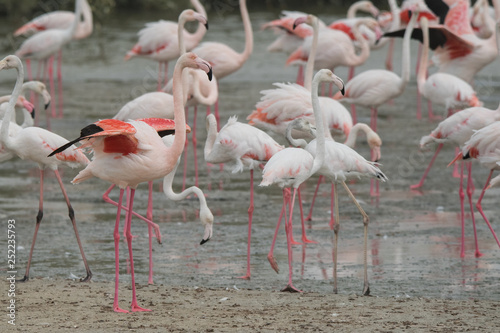 Greater flamingo (Phoenicopterus roseus). Ras Al Khor Wildlife Sanctuary. Dubai. UAE  © Szymon Bartosz