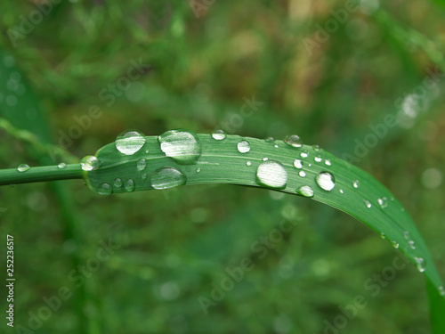 green grass with rain drops in summer day, closeup photo, motning dew