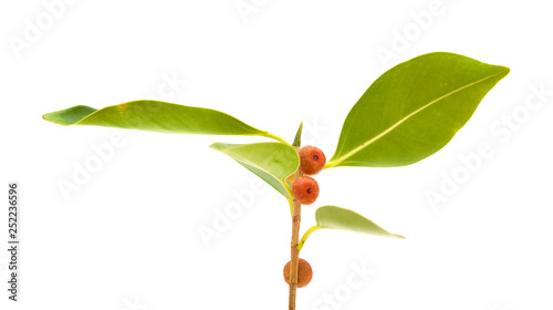 small twig of Ficus microcarpa