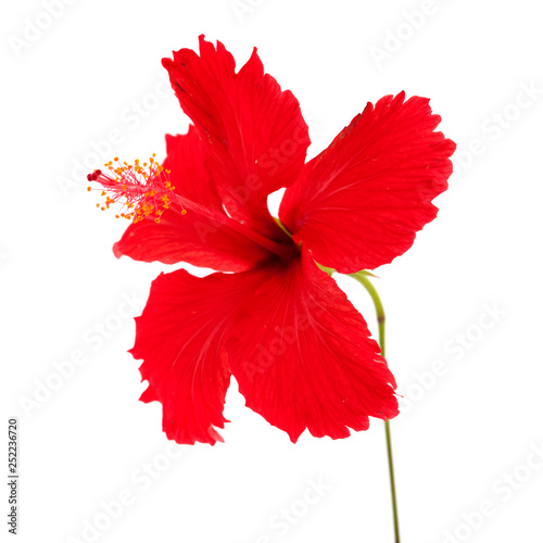 red Hibiscus rosa-sinensis photo