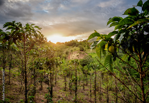 Coffee plantation at sunset, San Agustin, Huila Department, Colombia photo