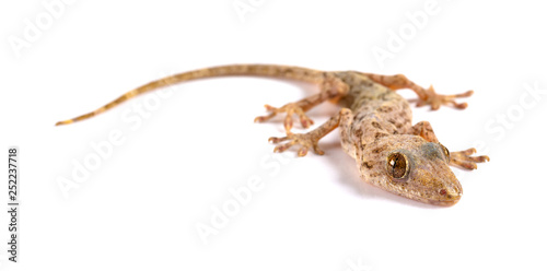 lizard close up on a white background