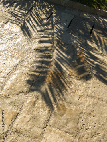 abstract background of shadows palm leaves © HotPhotoPie
