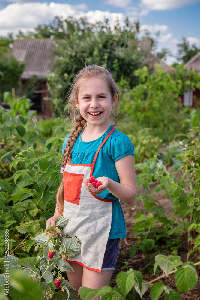 Children's picking raspberries. A cute little girl collects fresh fruits on an organic raspberry farm. Children gardening and picking berries. Children's picking raspberries. A cute little girl collects fresh fruits on an organic raspberry farm. Children gardening and picking berries.