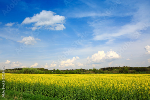 Yellow rapeseed field and blue sky. Spring background.