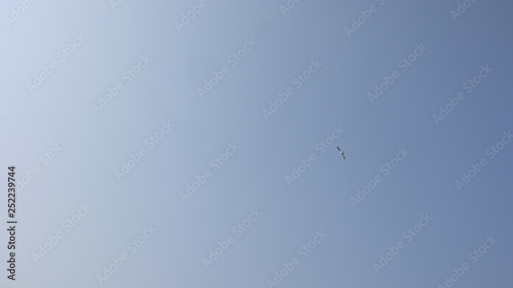 Obraz premium 하늘 갈매기