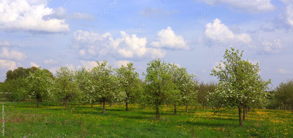 Blossom apple trees and blue sky. Spring background.