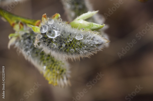 Early spring flowering male catkins (pussy willow, grey willow, goat willow). Branches with Expanded buds for Easter decoration. Close-up of Willow twig as a spring symbol, outdoor.
