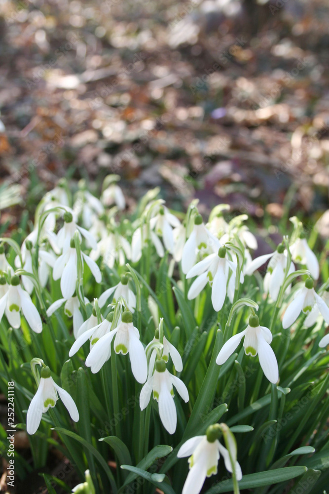 Common snowdrop flowers under sunlight in the forest. Galanthus nivalis in springtime Common snowdrop flowers under sunlight in the forest. Galanthus nivalis in springtime