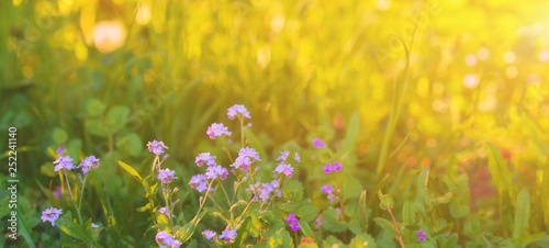 Fototapeta Naklejka Na Ścianę i Meble -  Sunny meadow with lilac violet flowers in early summer morning. Spring blooming garden foliage background. Colorful scenic field environment pattern for easter banner. Spring flower concept.