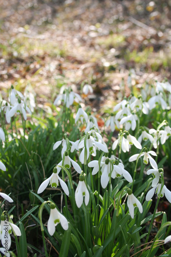 Common snowdrop flowers under sunlight in the forest. Galanthus nivalis in springtime
