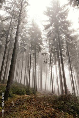 Tall trees in the steep hill with tops in fog
