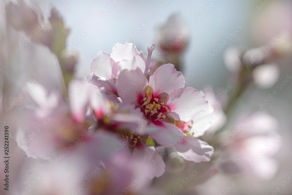 Fototapeta premium flowering almond background