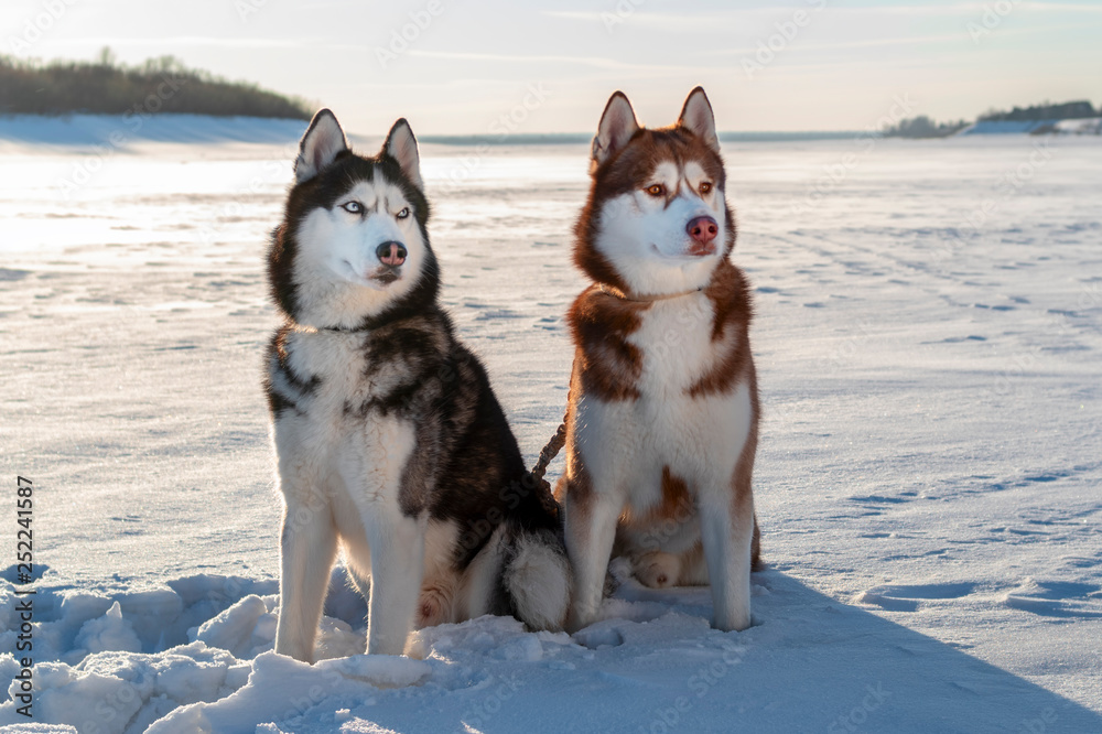 Siberian Husky dogs on winter background. Two amazing husky dogs sitting on the snow Siberian Husky dogs on winter background. Two amazing husky dogs sitting on the snow