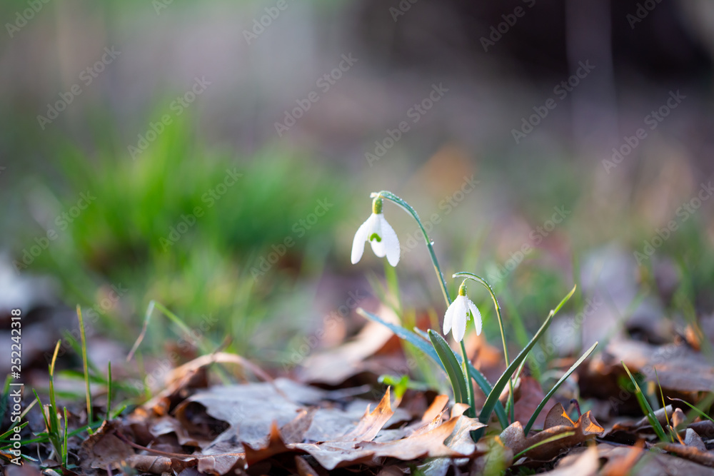 Spring flower snowdrop is the first flower in the end of winter and the beginning of spring. Spring flower snowdrop is the first flower in the end of winter and the beginning of spring.