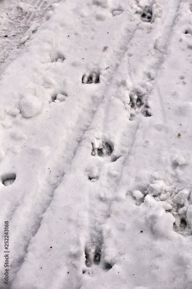 Boar footprints in the snow Boar footprints in the snow