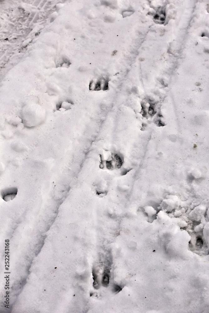 Boar footprints in the snow